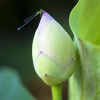 Lotus Flower Bud and Damselfly 2011 by Alison Shaw