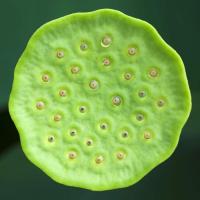 Lotus Seed Pod 2011 by Alison Shaw