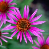 Echinacea Pica Bella 2018 by Alison Shaw