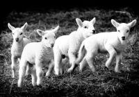 Lambs, Whiting Farm 1992 by Alison Shaw