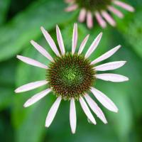 Echinacea 2019 by Alison Shaw