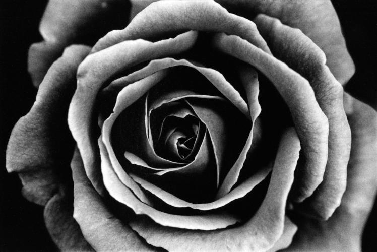 Rose, Edgartown 1985 by Alison Shaw
