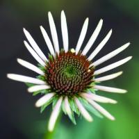 Coneflower 2011 by Alison Shaw