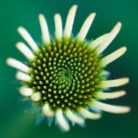 Echinacea 2011 by Alison Shaw