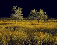 Olive Trees, Tuscany 1999 by Alison Shaw