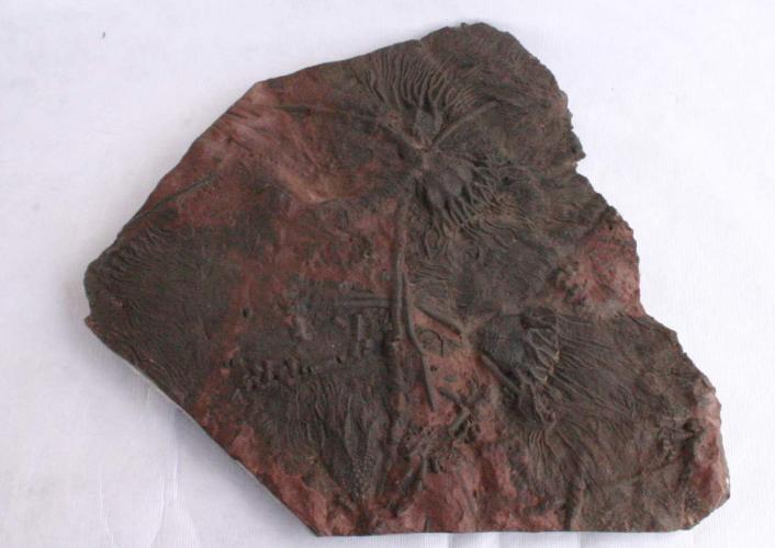 #66-4 Crinoids by Fossils