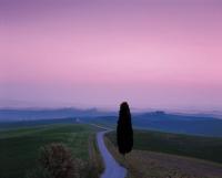 Tuscany 2003 by Alison Shaw