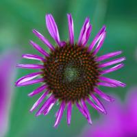 Echinacea 2012 by Alison Shaw