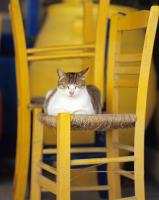 Cat and Yellow Chairs, Andiparos, Greek Island 2005 by Alison Shaw