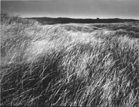 Up-Island Grasses August 1970 by Alfred Eisenstaedt