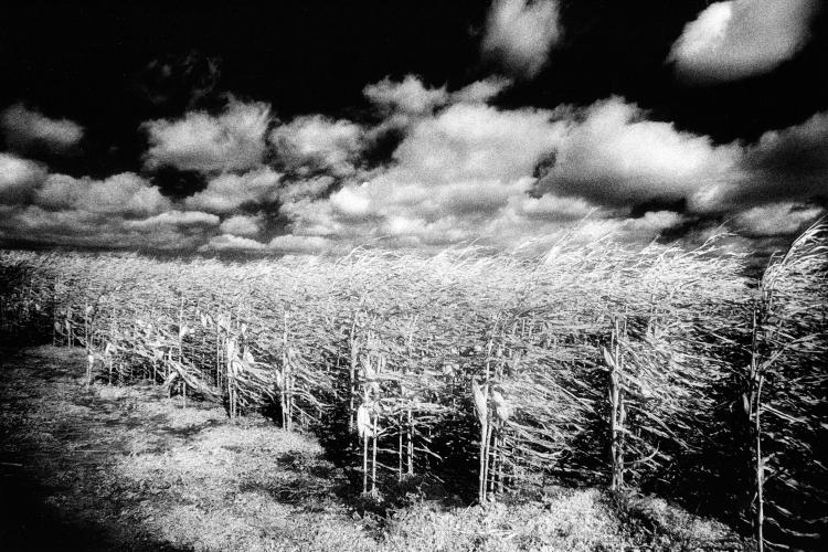 Cornfield, Connecticut 1991 by Alison Shaw