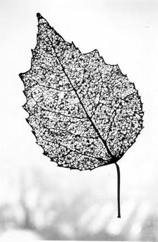 Worm Eaten Leaf by Alfred Eisenstaedt