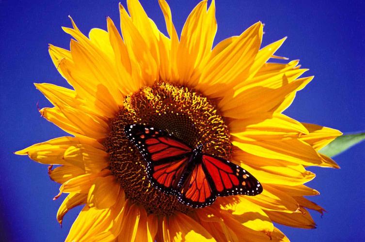Sunflower and Monarch Butterfly 1994 by Alison Shaw