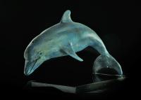 Dolphin by Steve Simmons