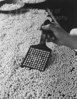 Counting Pearls in the Mikimoto Pearl factory by Alfred Eisenstaedt
