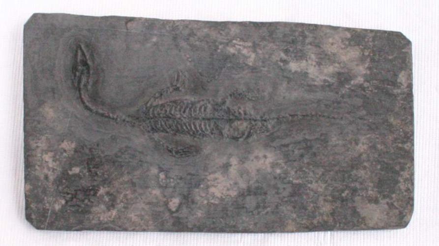 #62 Keichousaurus Hui by Fossils