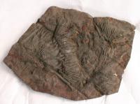#66-7 Crinoids by Fossils